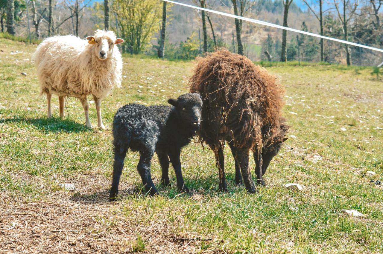 Agriturismo Vezzano Chiusi della Verna Exteriér fotografie