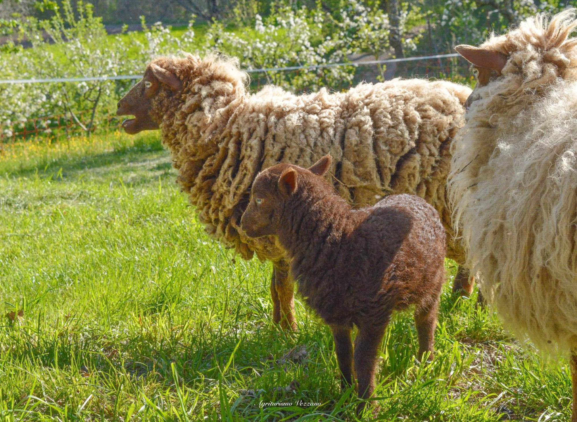 Agriturismo Vezzano Chiusi della Verna Exteriér fotografie
